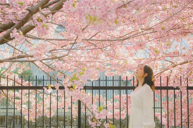 What is the experience of participating in a cherry festival in Japan like?