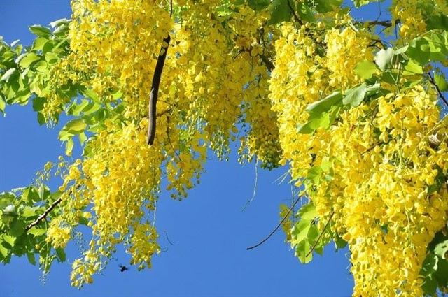 Trải nghiệm một mùa hoa vàng nở rộ