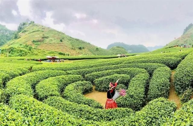 HÀ NỘI - MỘC CHÂU - MAI CHÂU - HÀ NỘI