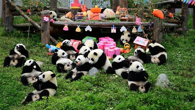 HÀ NỘI – THÀNH ĐÔ – CÔNG VIÊN GẤU TRÚC - CỬU TRẠI CÂU - TÙNG PHAN 